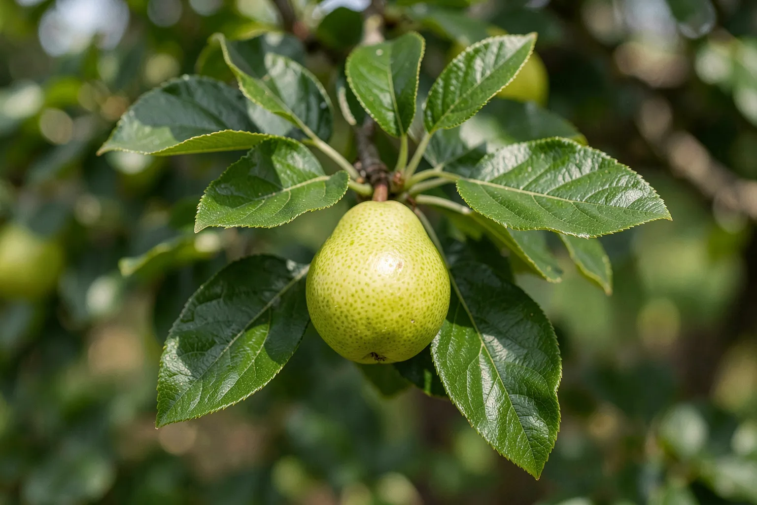 Hruška (Pyrus communis) — ponazoritev rastline — AI prikaz, ustvarila umetna inteligenca.